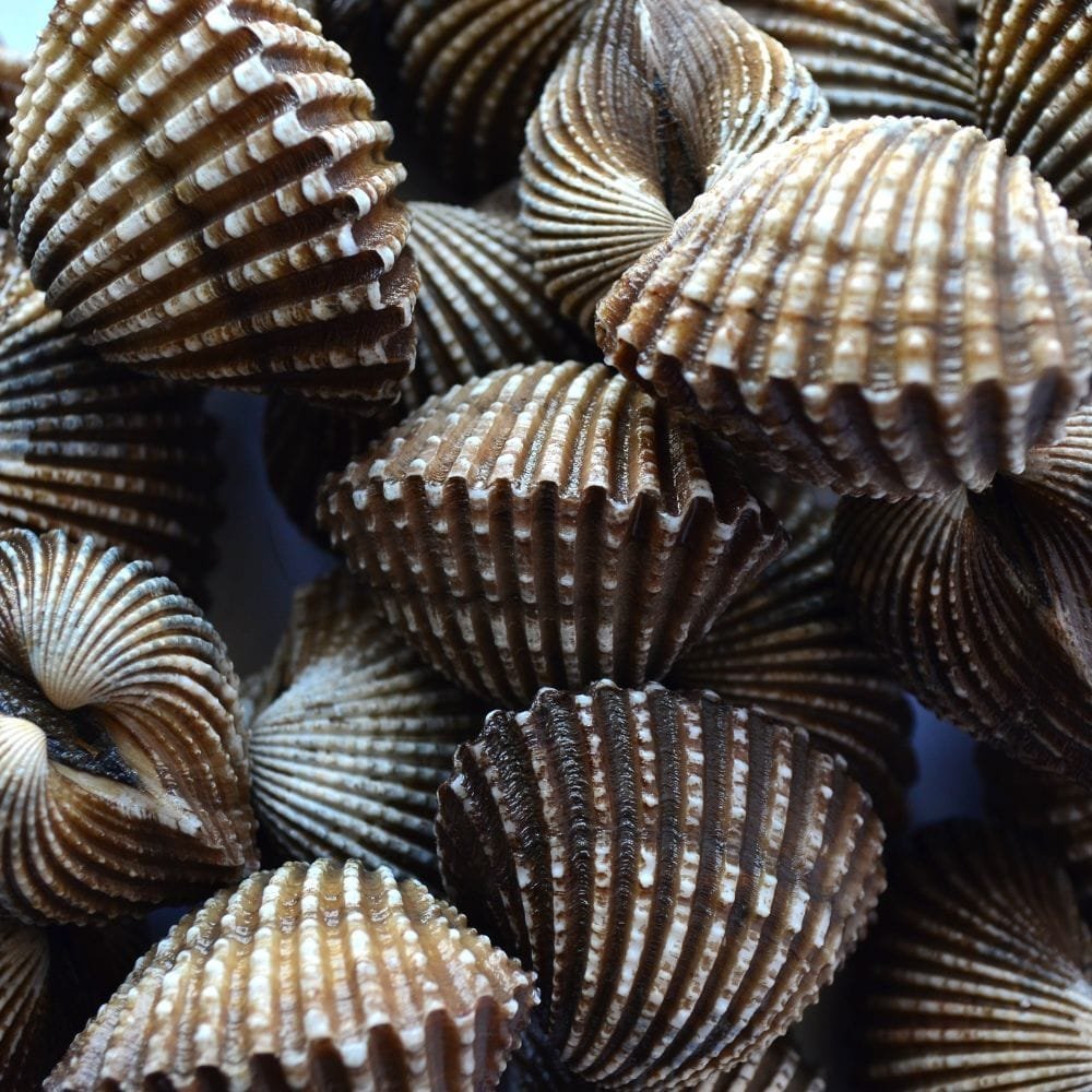 Scallop Season Hernando Beach
